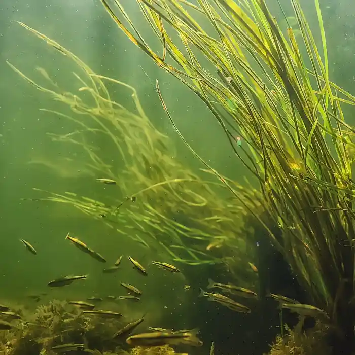Underwater view of grass-like aquatic plants.