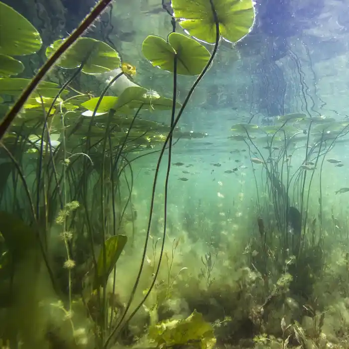 Underwater view of lily pads and other aquatic plants.