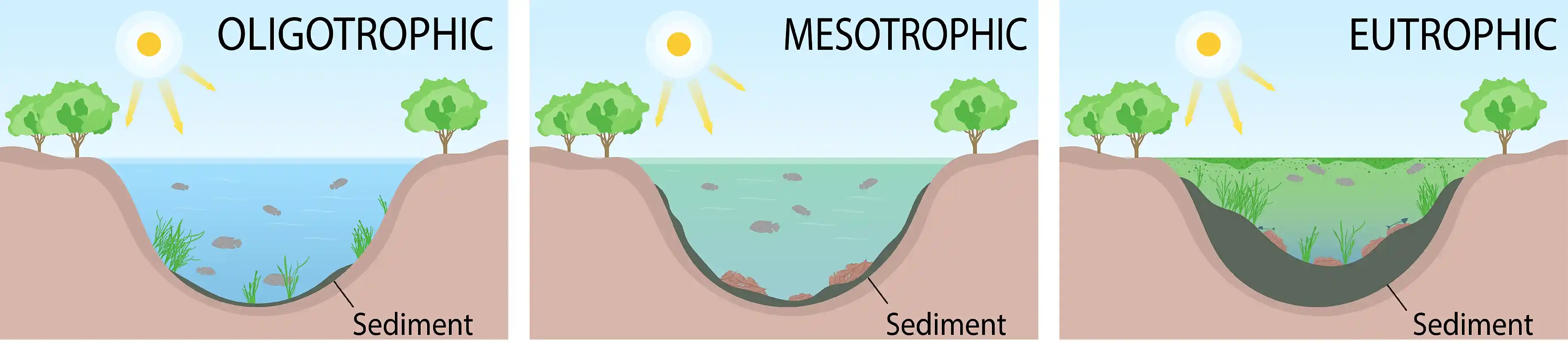 Diagram showing three lake-cross-sections illustrating oligotrophic, mesotrophic and eutrophic states.