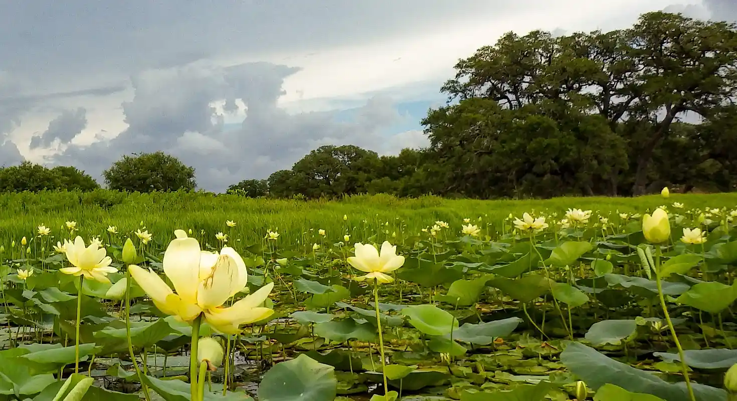 Lily pads against a dark cloudy sky.