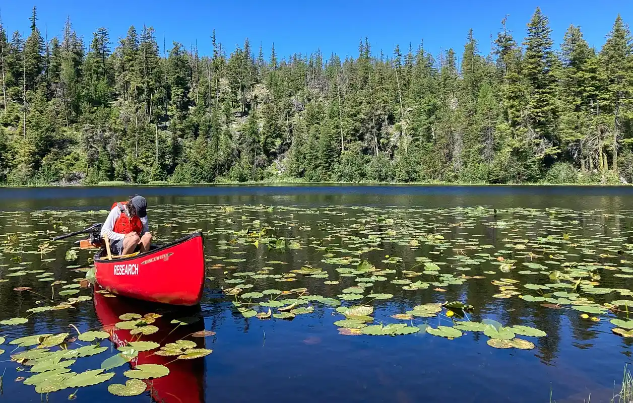 Person in a red canoe on lake with lily pads and shoreline with coniferous trees.