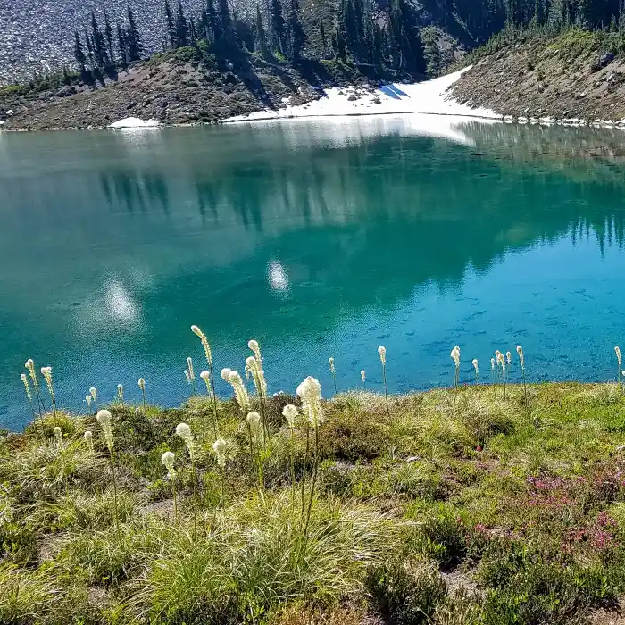 Puffy white flowers along a turquoise alpine lake.