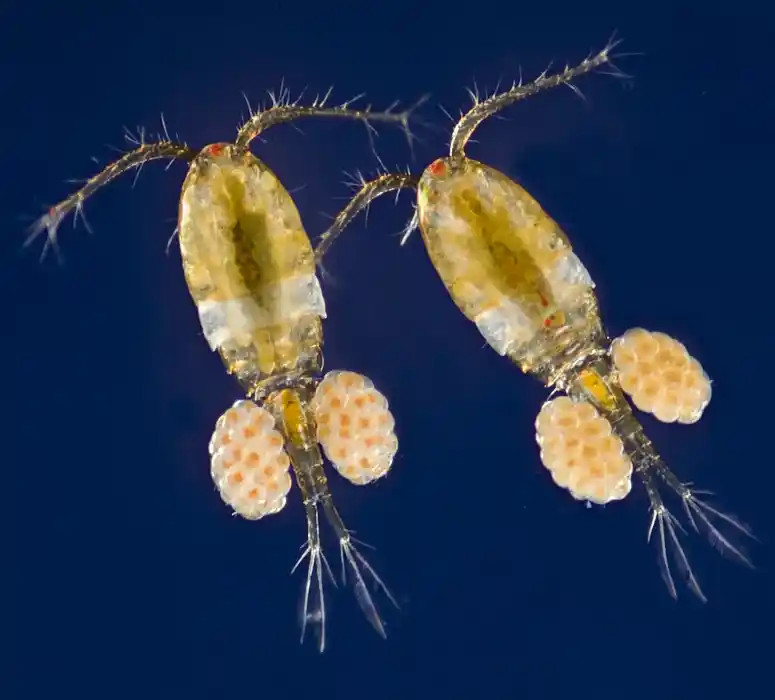 Two copepods with egg sacs. Copepods have oval-shaped bodies, long antenna and filamentous tails.